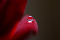 美しき雫たちへ・Ⅷ