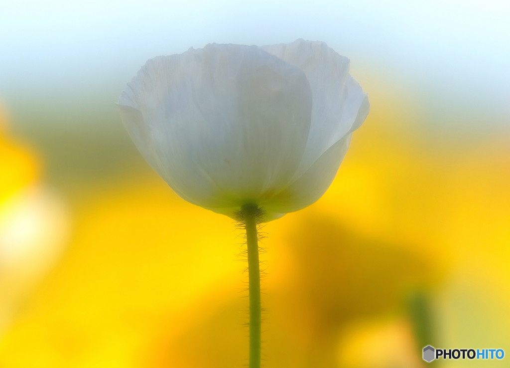 時をかける華・第3章