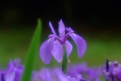 皐月の風に吹かれて✿杜若