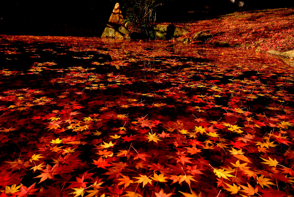 燃える晩秋・紅葉