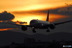 Beautiful Memories✈787-8 Dreamliner