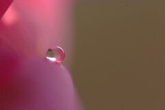 初春月の彩✿雫