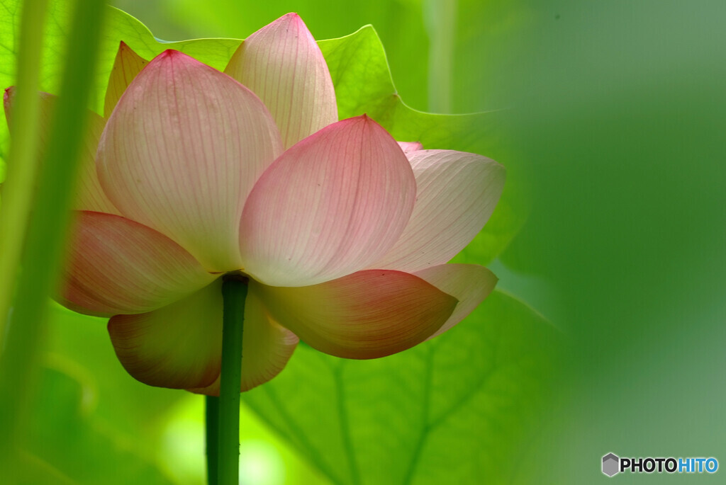 July in JapanⅨ✿絆2022