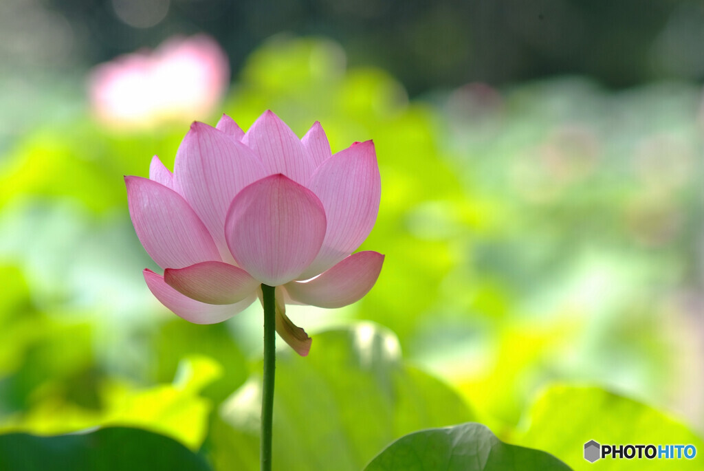 愛しき花よ・蓮