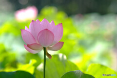 愛しき花よ・蓮