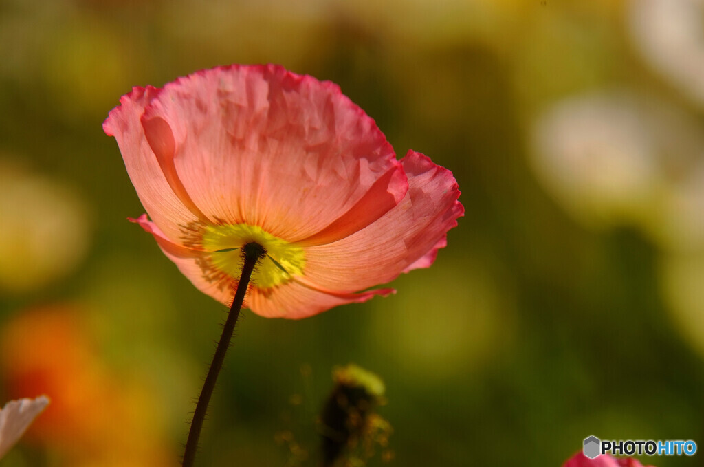 花言葉・「思いやり」