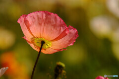 花言葉・「思いやり」