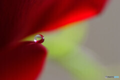 Natural Color✿ひと時