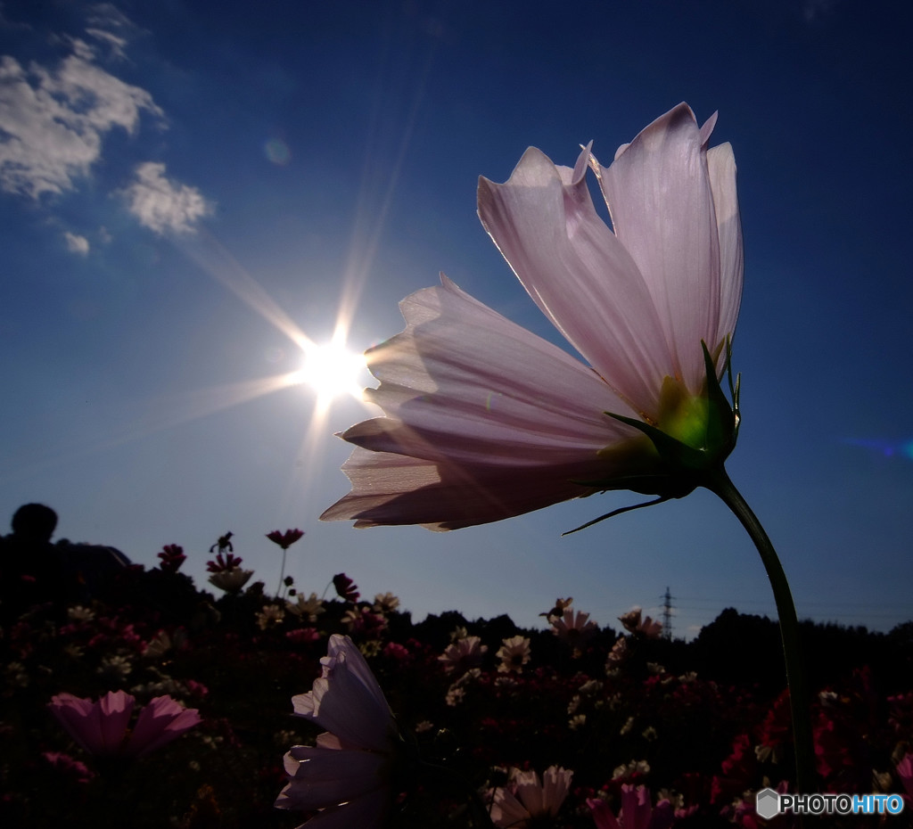 ラストシーン・秋桜