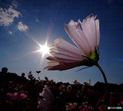 ラストシーン・秋桜