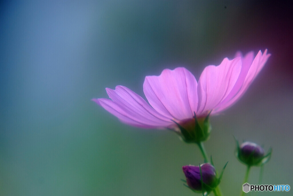 儚くも美しく・秋