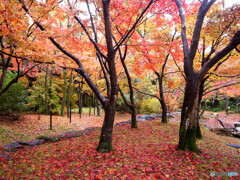 翳りゆく秋❁紅葉