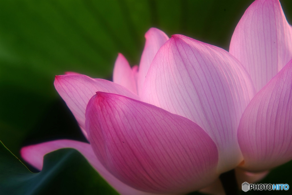 美サイレント・蓮