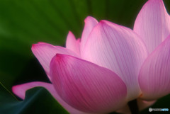 美サイレント・蓮