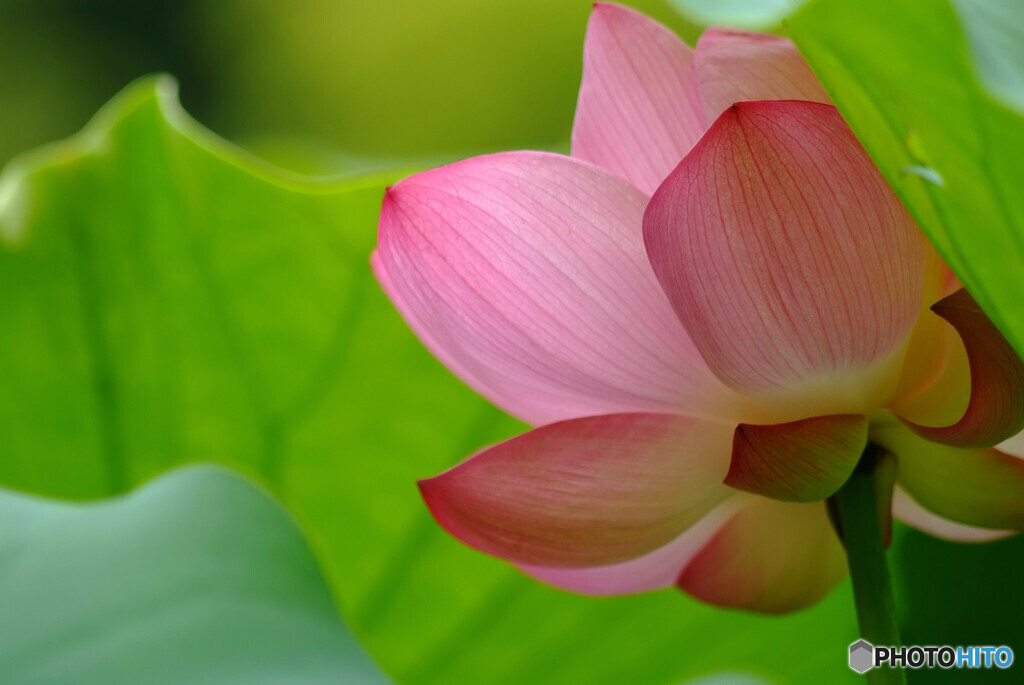 My Life✿蓮華物語Ⅲ
