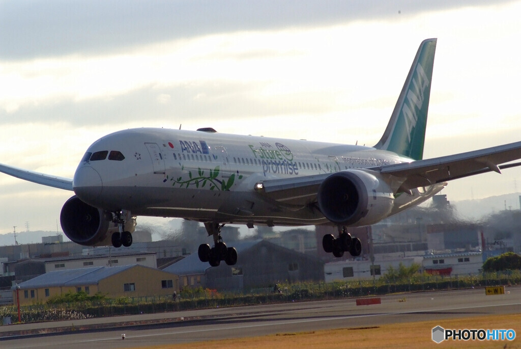 11月の朝✈ANA Green JET