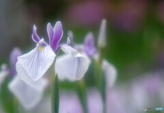 Beautiful Japan・華