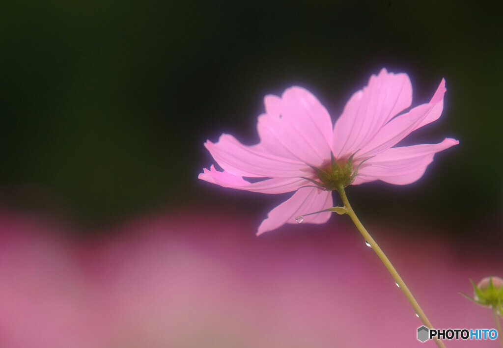 Cosmos theaterⅡ✾2020秋