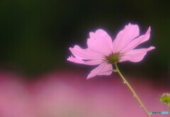 Cosmos theaterⅡ✾2020秋