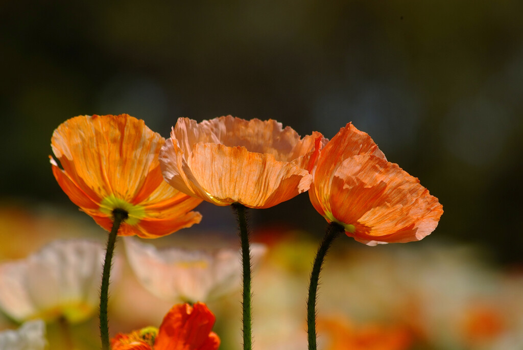 歌声に誘われて✿Poppy