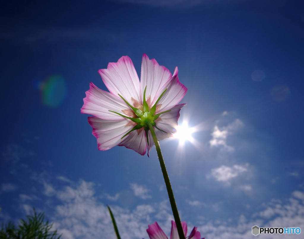 輝きを忘れずに・華