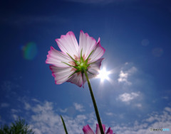 輝きを忘れずに・華