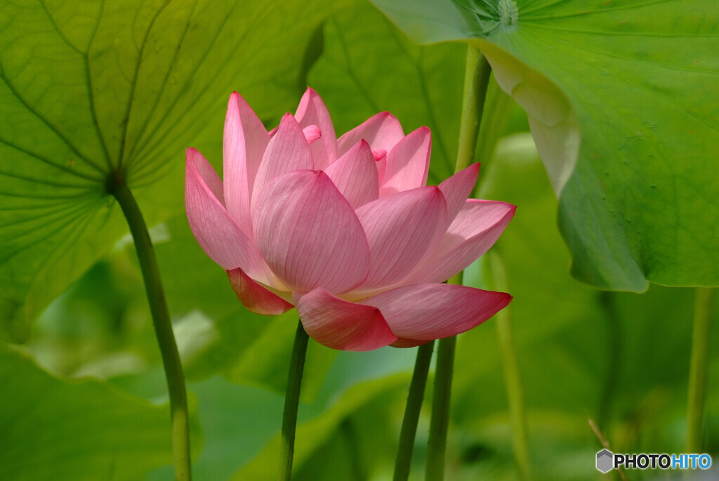 恋する季節✿水月の蓮