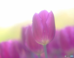 もう逢えないかもしれない