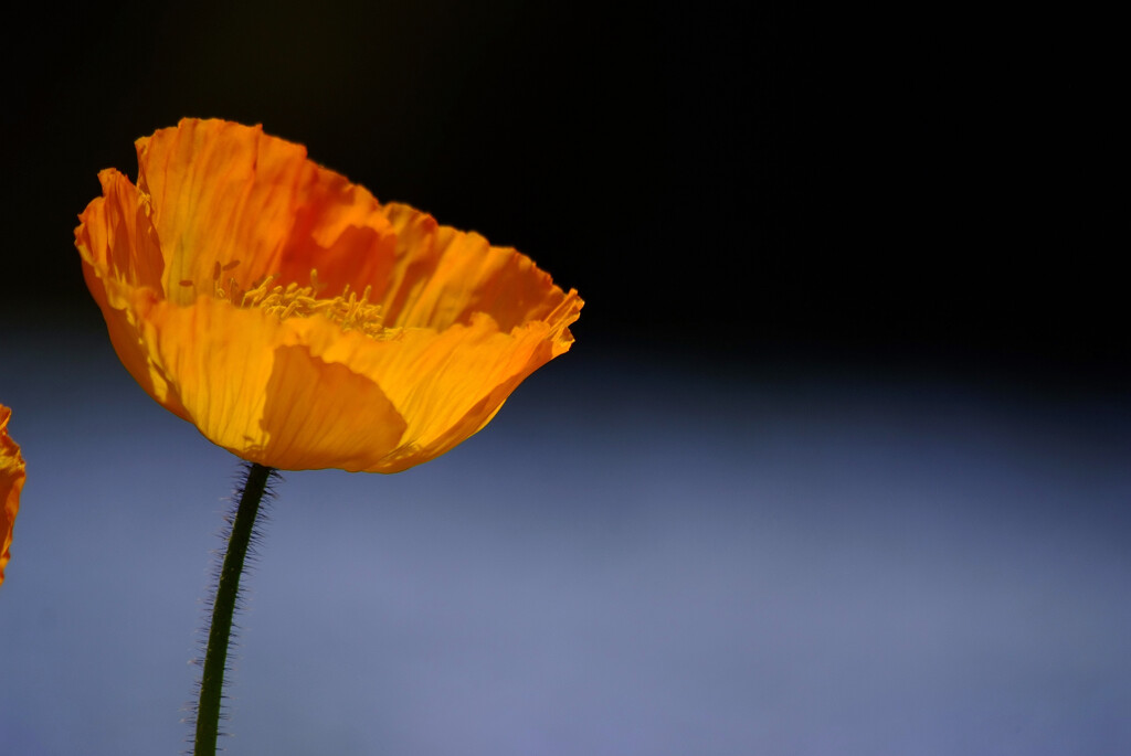 再会の華✿Poppy