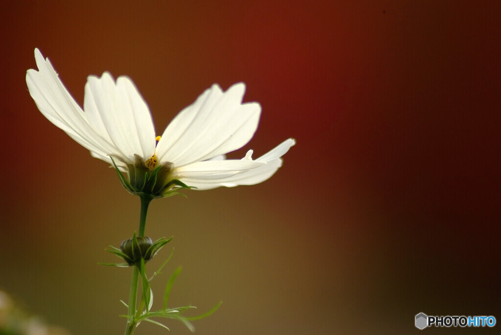 美麗❁花言葉に