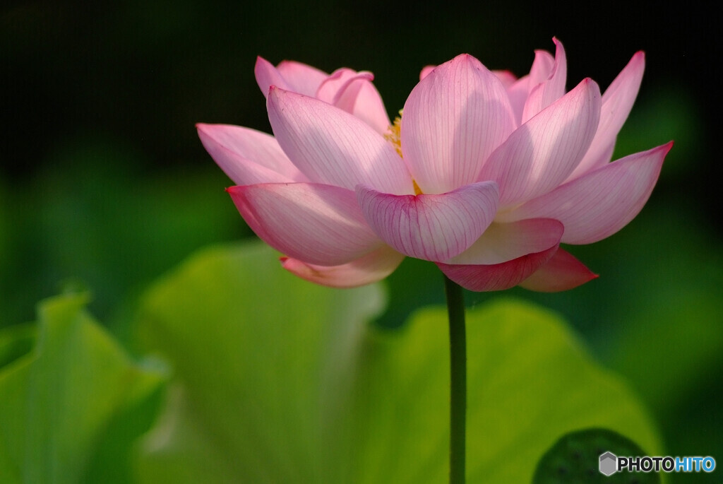 Japanese heart❁蓮2024