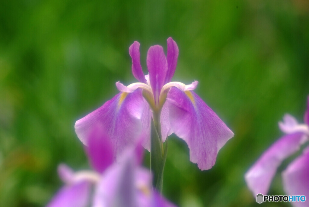 My LifeⅡ✿菖蒲物語