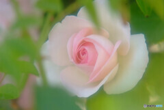 天使の誘惑・華