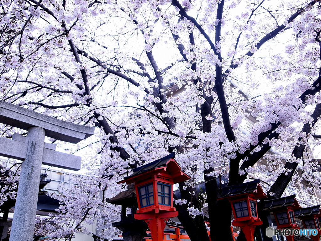 京都　桜だより・雅