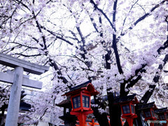 京都　桜だより・雅