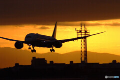 漆黒の翼✈787-8 Dreamliner 