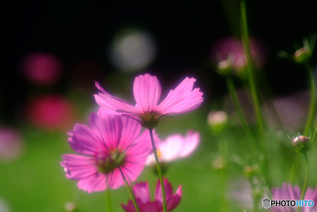 都会のOasis✿小さな秋