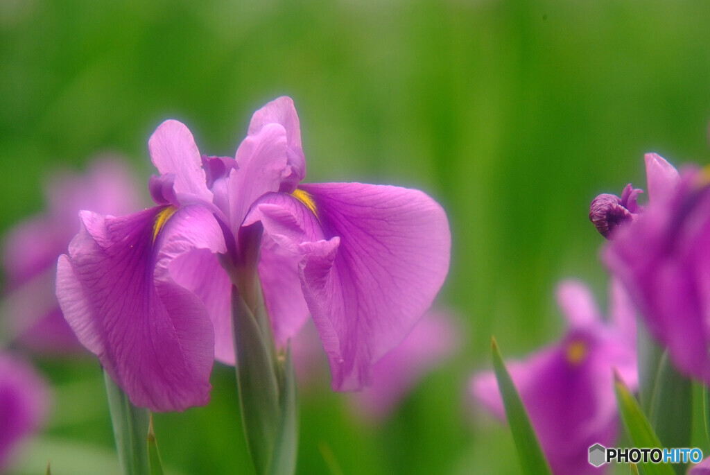 Japanese Beauty✿再会