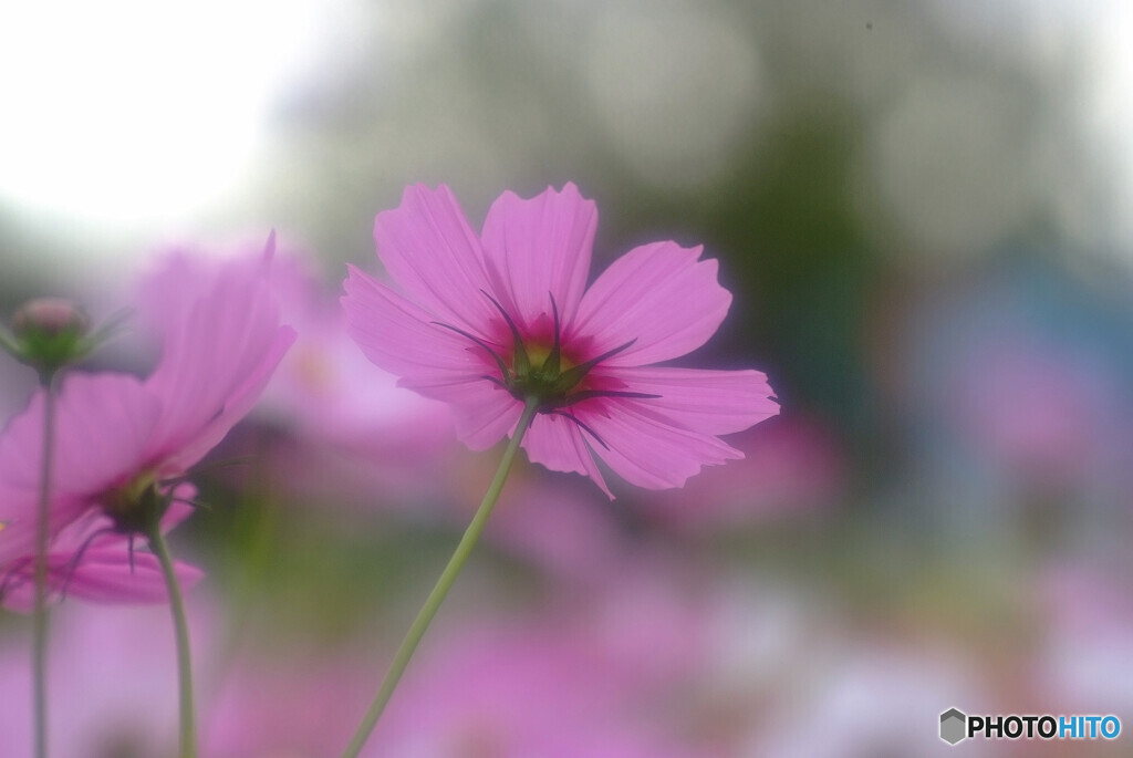 夢先案内人❁COSMOS秋