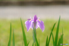 Japanese Beauty✿皐月