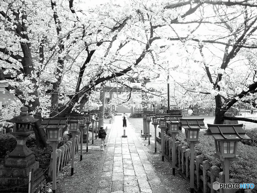 桜の下で遊ぶ✿2023京都