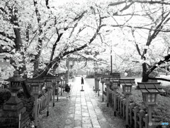 桜の下で遊ぶ✿2023京都