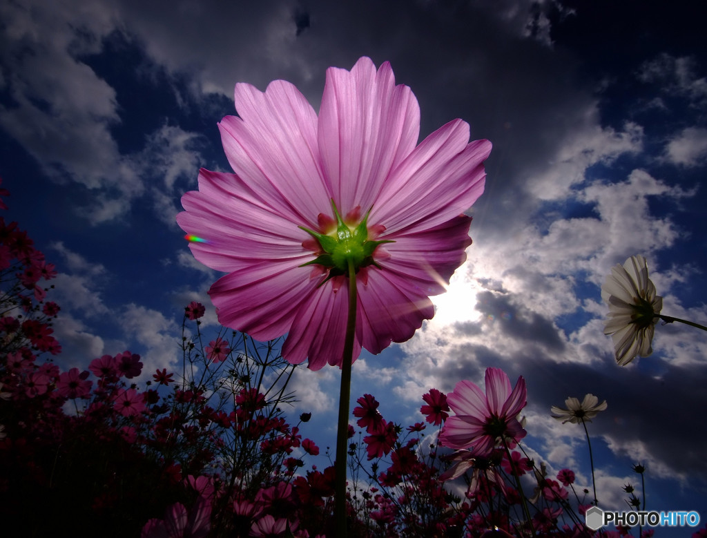 花の紋章・秋桜