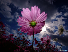花の紋章・秋桜