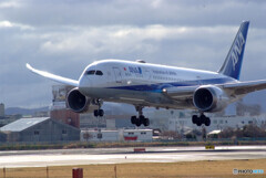 March morningⅢ✈JA819A