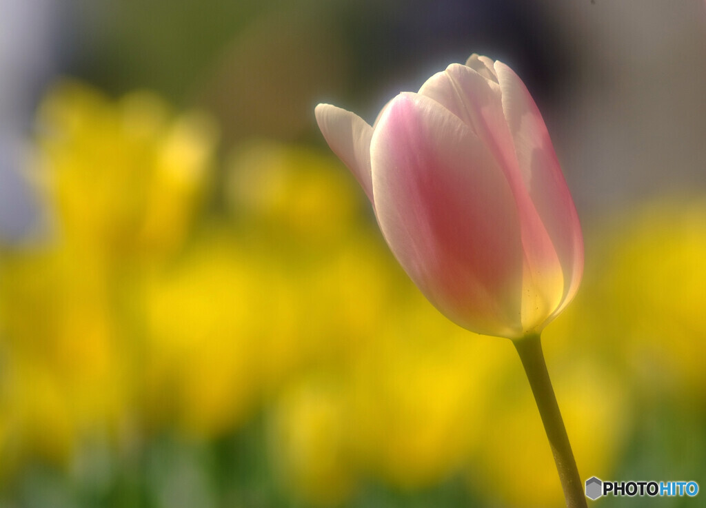 春風に吹かれて❁華の時