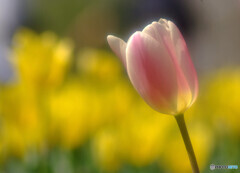春風に吹かれて❁華の時