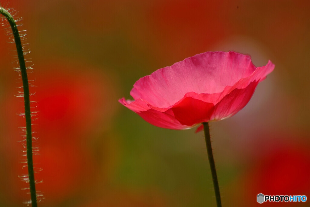 皐月の艶✿雛芥子