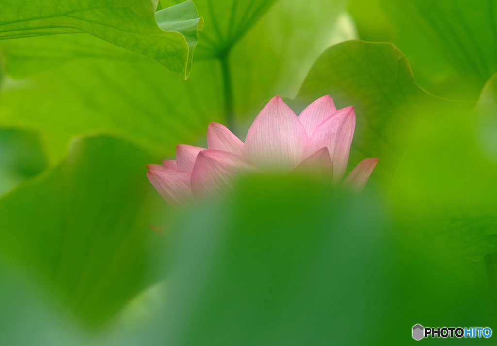 水月の誘惑・蓮