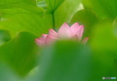 水月の誘惑・蓮